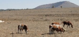 "Bulls of Bashan" grazing in the modern-day Golan Heights. (Credit: M. Sarvis)